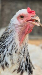 Farmyard rooster showing off vivid feathers and proud stance, perfect symbol of rural life.