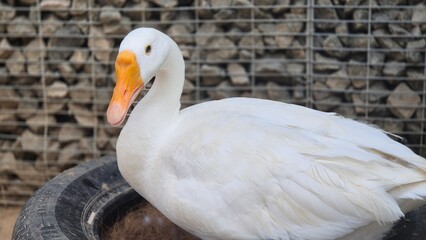 Clean and calm white duck posing near enclosure, detailed feathers captured in bright outdoor lighting.