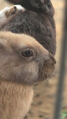 Fototapeta premium Group of cute fluffy rabbits nibbling greens in a zoo habitat, symbolizing calmness and animal bonding.
