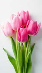 Naklejka premium Vibrant pink tulips, soft shadows, white background, delicate, pink