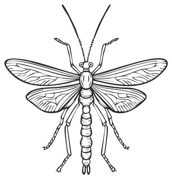 Detailed Dobsonfly Insect Illustration:  Black and White Vector of Winged Aquatic Insect with Intricate Line Art Design