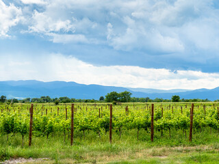 Fototapeta premium view of vineyards in Kakheti region of Georgia