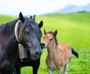 Fototapeta premium Horses in the Sejos mountain passes in the Sierra del Cordel mountain range, between the Campoo and Saja-Nansa regions. Saja-Besaya Natural Park. Cantabria. Spain. Europe