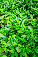 leaves chinese tea in Batumi Botanical Garden