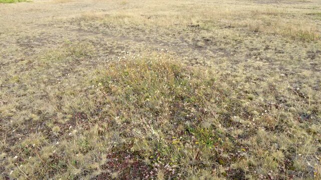 Dry, grassy field with sparse vegetation and wildflowers covering the limestone bedrock of the Stora Alvaret