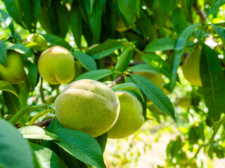 unripe peach fruit close up on tree in garden