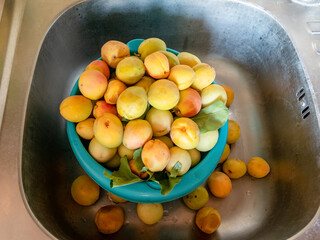 freshly picked various apricots in kitchen sink
