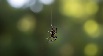 Macro Shot of a Hanging Spider
