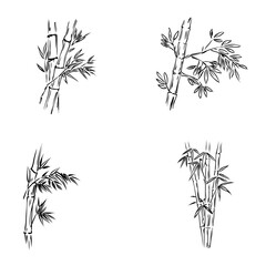 bamboo, Asian grass, vector sketch