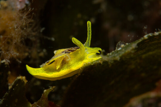 Macro close-up of the bright yellow seaslug Tylodina perversa with its spiral shell cap, moving over dark algae in the Mediterranean