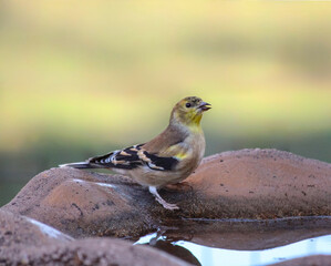 s A Goldfinch