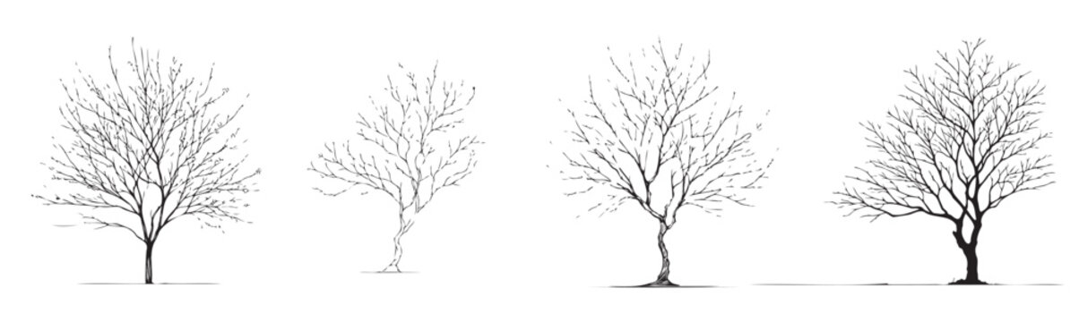 Four trees are shown in different stages of growth. The first tree is a small sapling, the second is a young tree, the third is a mature tree, and the fourth is a very old tree
