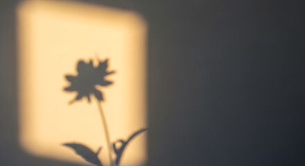 Flower shadow on wall aesthetic background photo for nature lovers and calming home decor ideas images