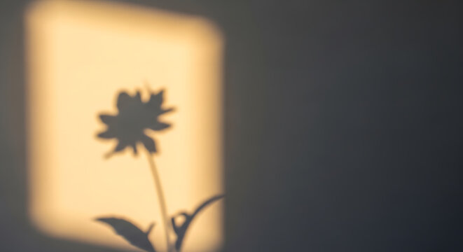 Flower shadow on wall aesthetic background photo for nature lovers and calming home decor ideas images