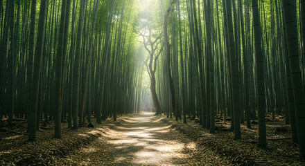 Naklejka premium Bamboo forest path bathed in sunlight tranquil scene of tall bamboo stalks nature trail in lush green grove peaceful walkway through serene woodland