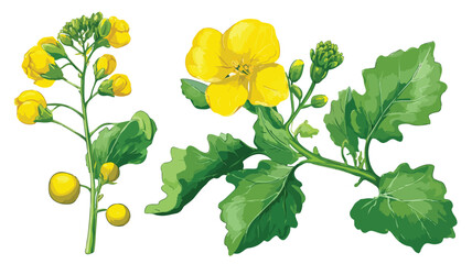 Vibrant Mustard Plant Seeds Yellow Flower Vector Illustration