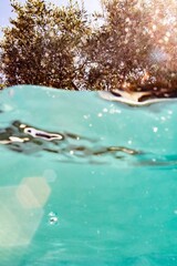 Split-level view of turquoise water and sunlit trees above