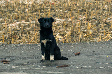 Solitary canine observation, Isolated dog amid autumn surroundings, Solitary black dog resting by harvested fields