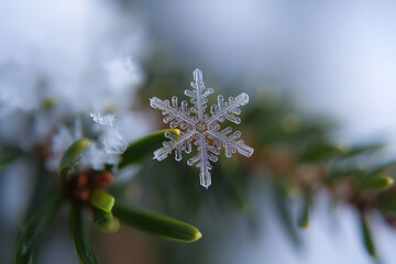 A highly detailed macro shot of a single, delicate snowflake resting on the tip of a pine needle, glistening under a soft light. Crystalline structure of the snow shows unique beauty background