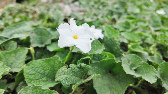 Closeup wild white Gac flower growing with green leaves in tropical garden