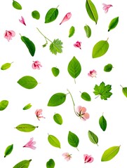 Scattered fresh green leaves and delicate pink flower petals on white background