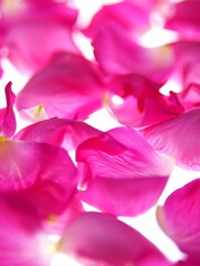 Soft focus pink flower petals background