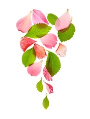 Falling pink flower petals and green leaves on white background