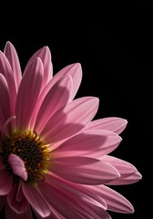 A close-up view of delicate, soft pink daisy petals arranged artfully, highlighting the subtle gradient and velvety texture in natural light ,closeup ,nature ,vibrant