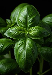 A close-up view of freshly harvested, vibrant green basil leaves displaying natural organic texture and freshness, ready for culinary use ,culinary ,bundle ,plant