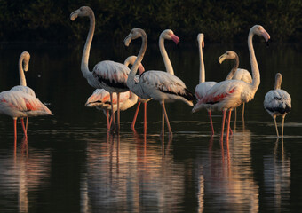 Greater Flamingos in the morning at Tubli bay, Bahrain