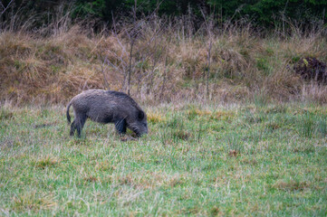 Wild boar foraging in a meadow in natural habitat. Swedish nature photography taken in November.