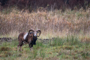 Mouflon ram with large curved horns standing in meadow. Wild sheep in natural habitat. Swedish nature photography taken in November. 
