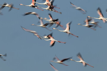 Motion blur image of a flock of Greater Flamingos flying at Tubli bay in the morning, Bahrain