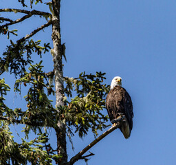 american bald eagle