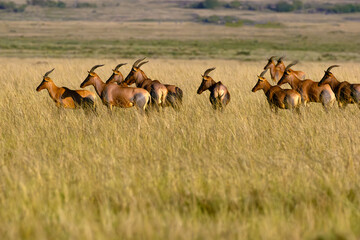 Topi, tiang or tsessebe (Damaliscus lunatus jimela) on the plains of the Masai Mara. A herd of large antelopes on the plains of the Masai Mara.