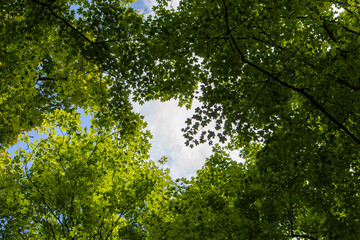green leaves in the sun