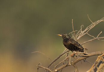 Common starling perched on twig at Buri farm, Bahrain