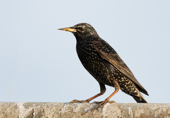 Portrait of a Common starling at Buri farm, Bahrain