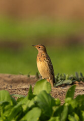 Red throated pipit on green at Buri farm, Bahrain