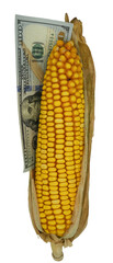 Corn cob and dollars, isolated. Corn with its husk made of money. Close up. 