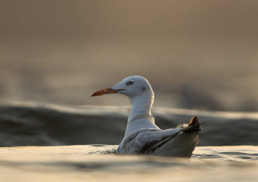 A backlit image of slender-billed seagull at Tubli bay, Bahrain