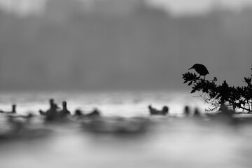 Silhouette of Striated Heron alert while fishing at Tubli bay, Bahrain