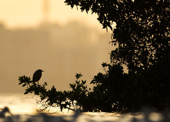 Silhouette of Striated Heron alert while fishing at Tubli bay, Bahrain