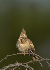 Crested Lark perched on a bush, Bahrain