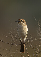 Red-tailed Shrike perched on a dry branch at Buri farm, Bahrain