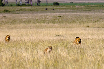 The lion (Panthera leo), two large males chase a hyena on the plains of the Masai Mara.