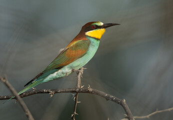 Portrait of European bee-eater perched on acacia tree, Bahrain