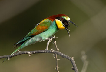 European bee-eater removing pellets by regurgitating indigestible parts of prey.