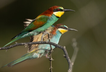 European bee-eater perched on a tree, Bahrain
