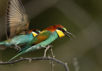 European bee-eater perched on a acacia tree, Bahrain
